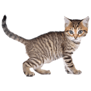 Cats & Kittens icon