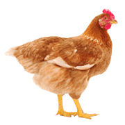 Livestock & Poultry icon